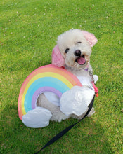 Load image into Gallery viewer, pink eared maltese poodle mix dog wearing a rainbow costume