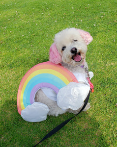 pink eared maltese poodle mix dog wearing a rainbow costume